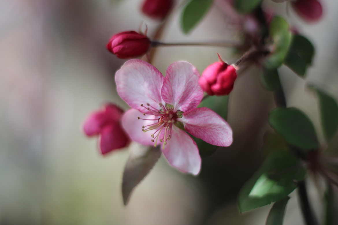 Fleur d'Avril