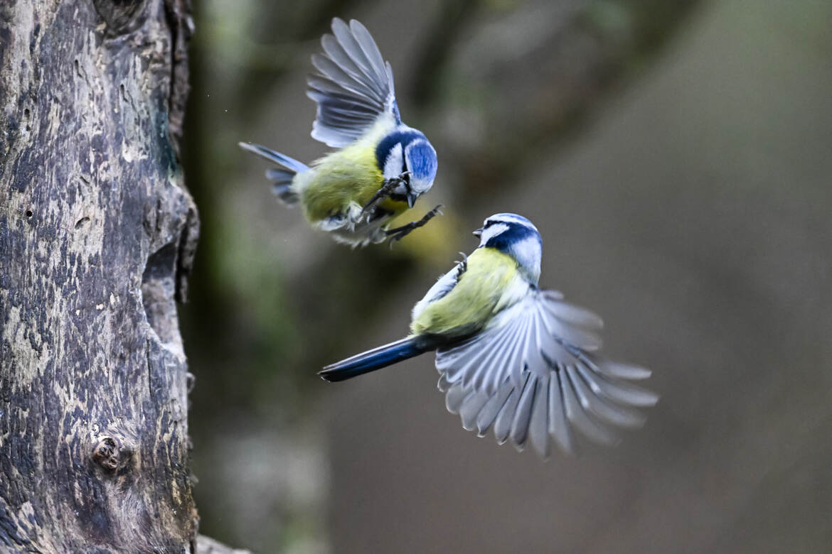 Fighting birds