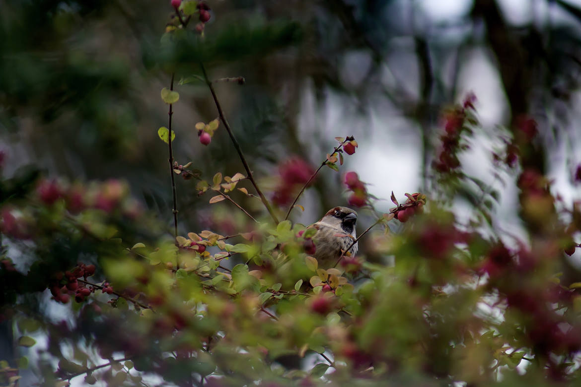 moineau dans son bokeh