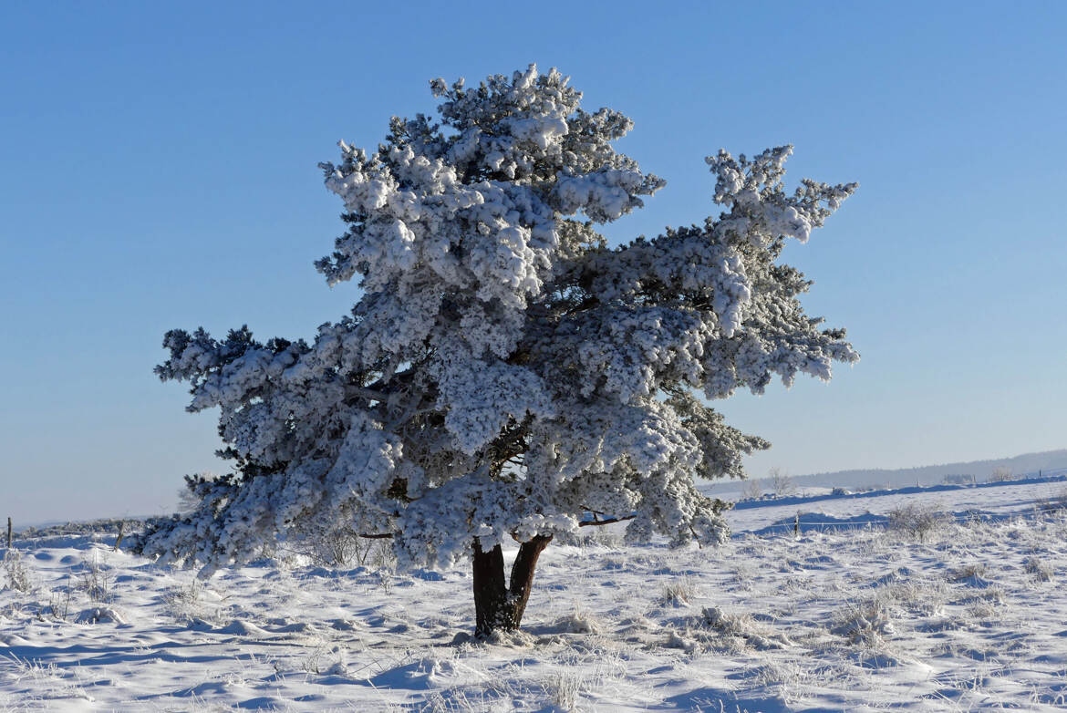 L'arbre en tenue hivernale