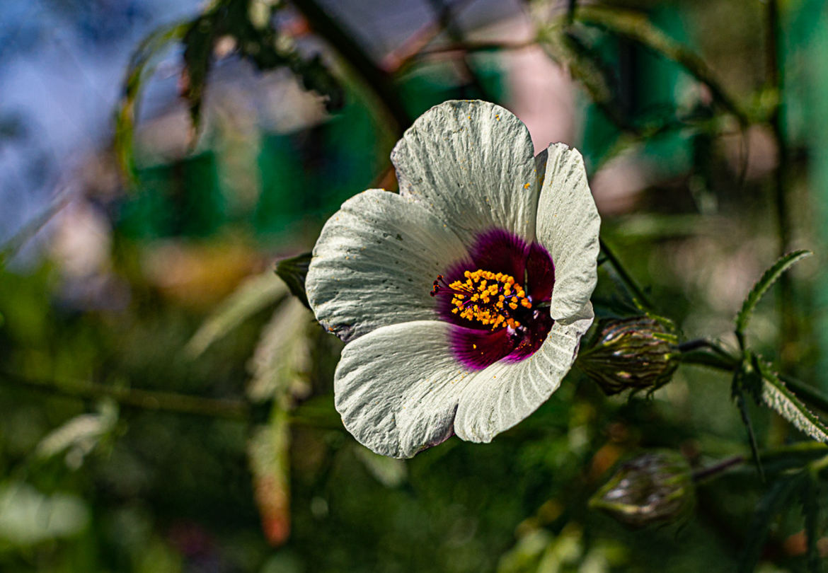fleur dans le jardin de C. Monet