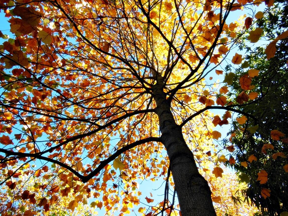 Premières couleurs d'automne