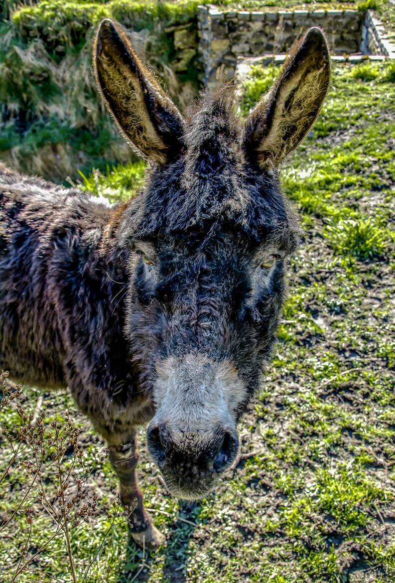 De son petit nom Wallon Li baudèt