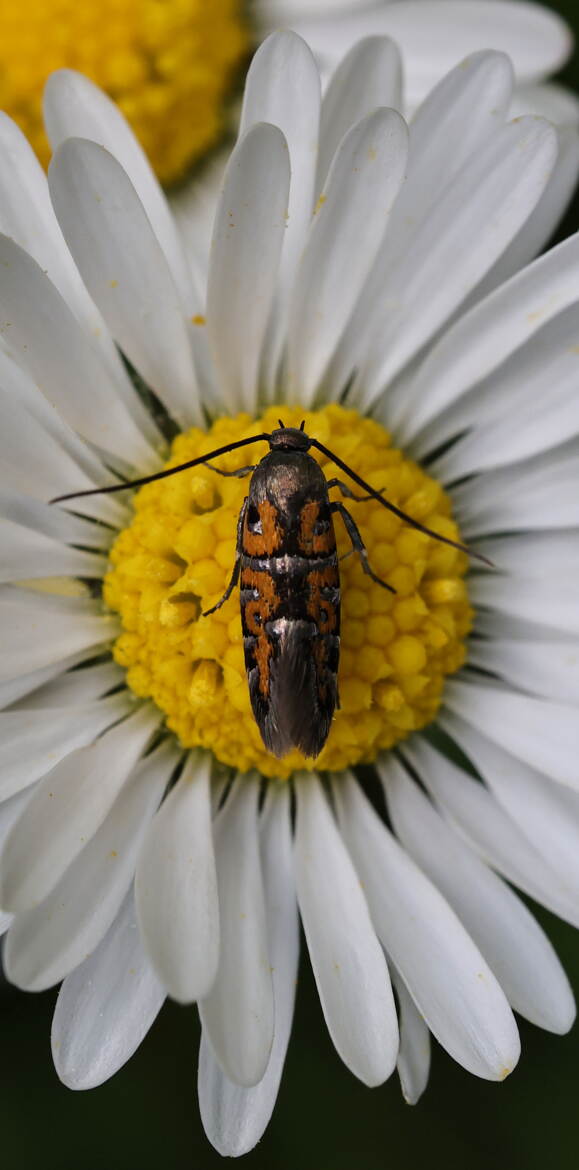 Chrysoesthia drurella ou Heliodinidae roesella ?