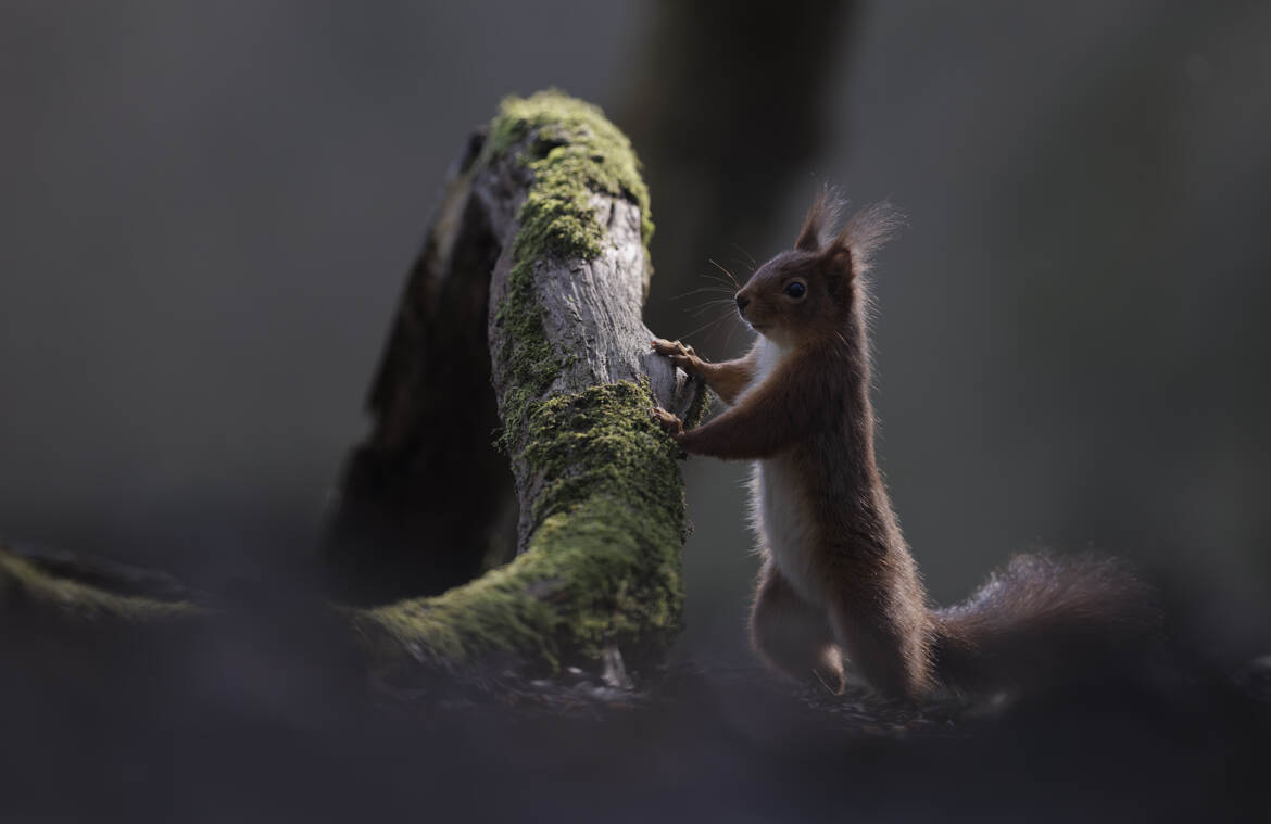 Hello Version brut de boitier