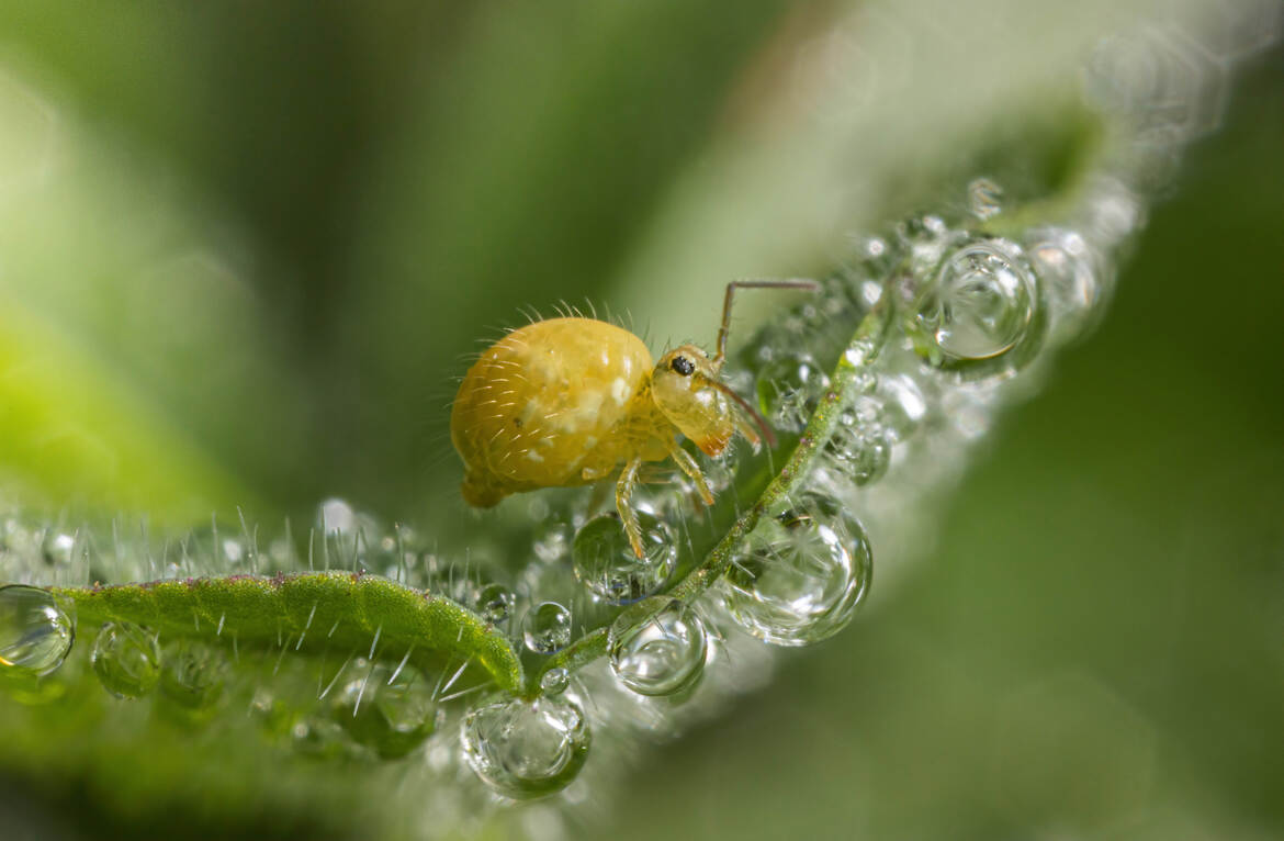 Se mouiller les pattes!