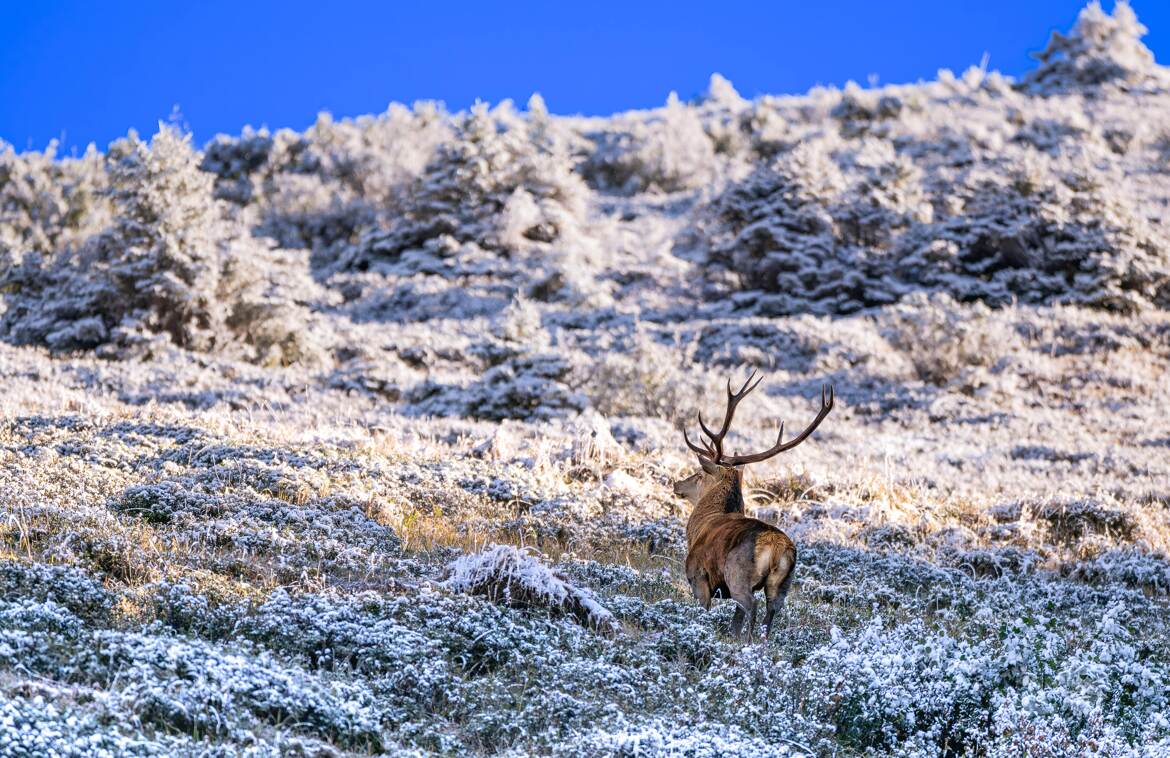 Le brame du cerf en haute montagne