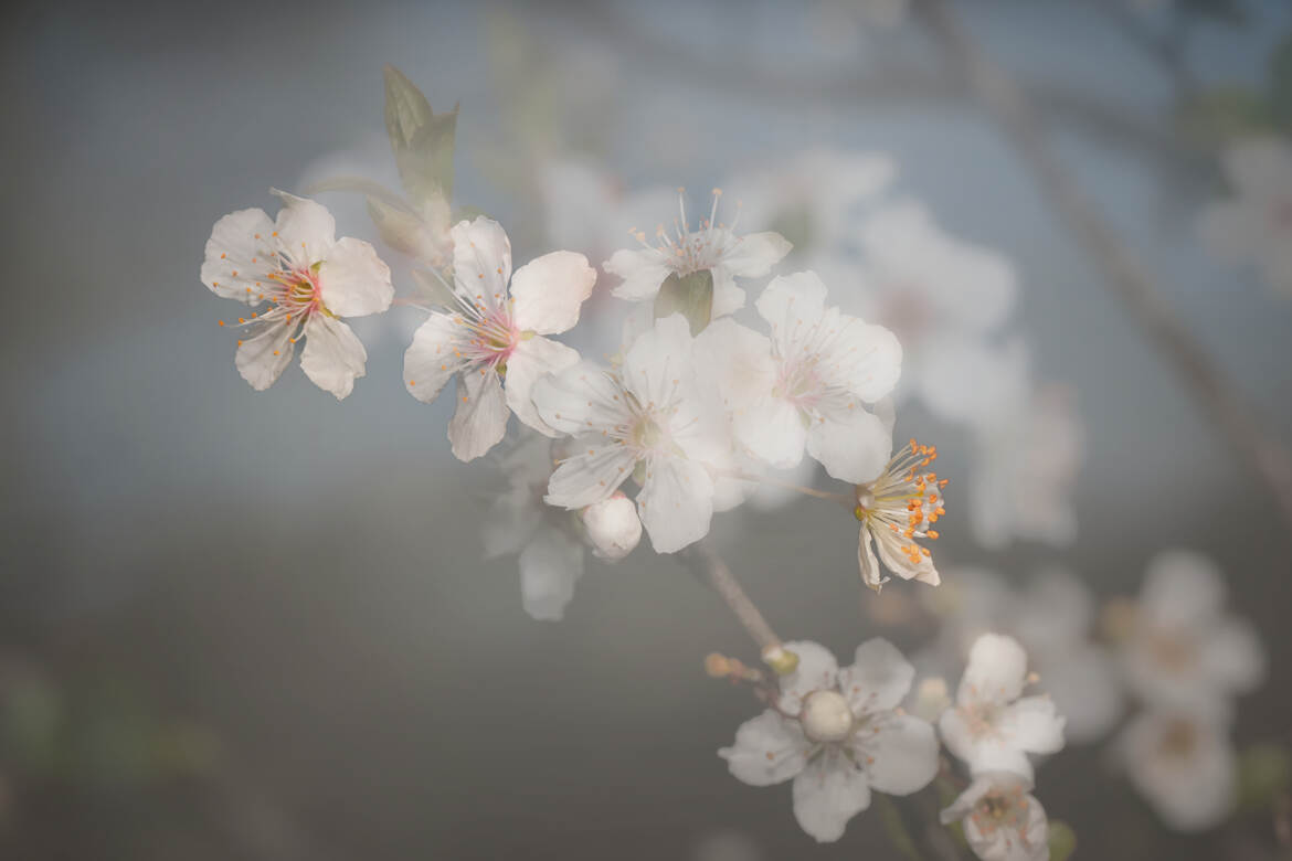 Un peu de poésie dans ce monde de brutes