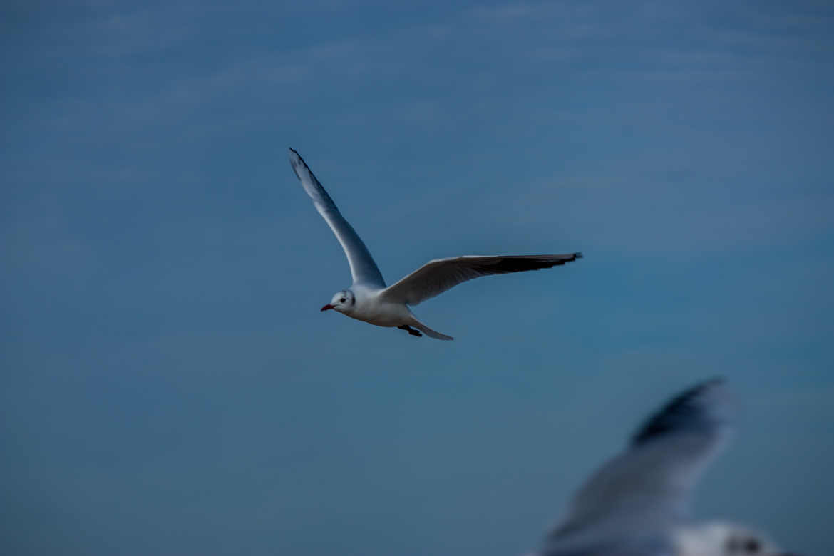 Au Supermarée, les mouettes font leurs courses dans les rayons du soleil.