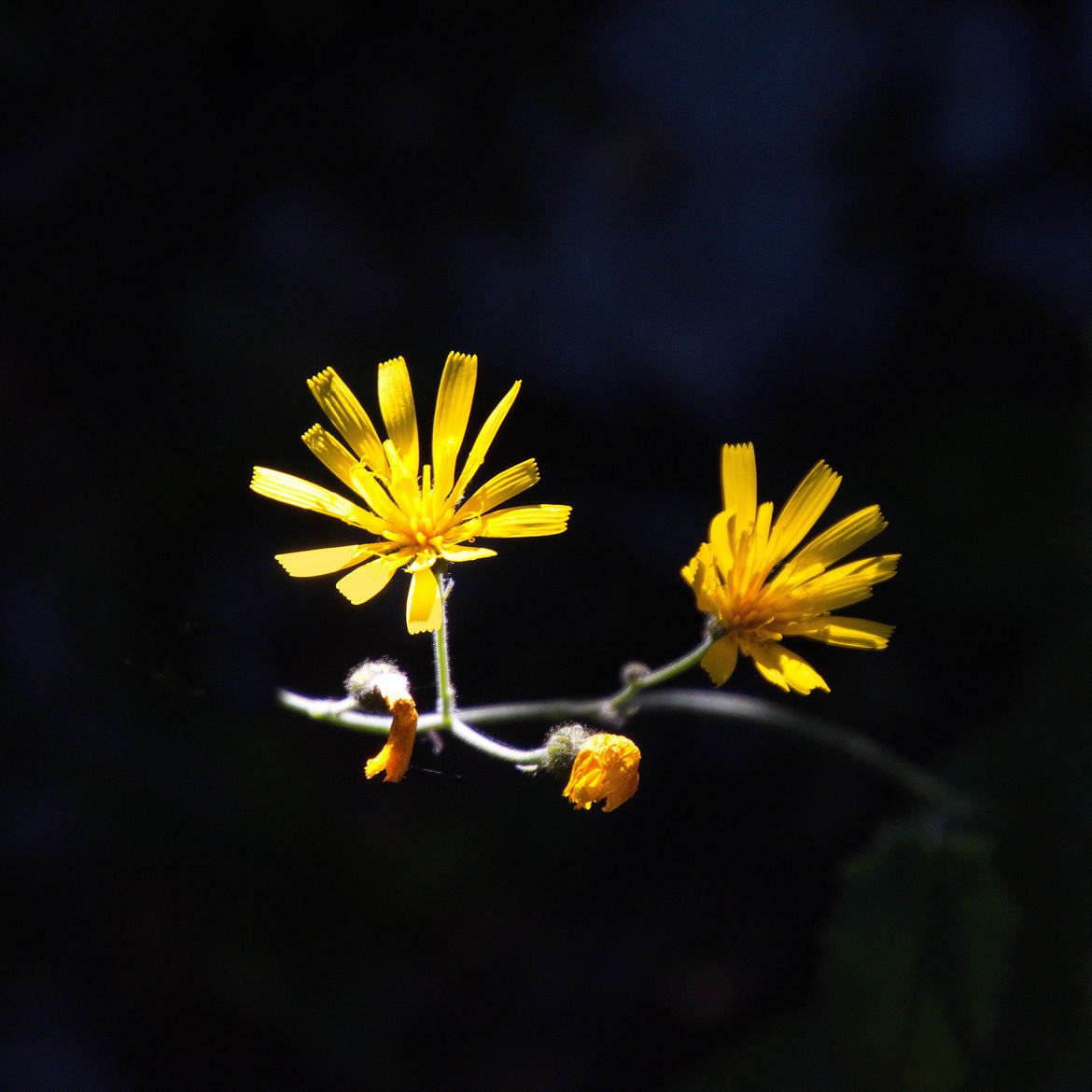 Jaune