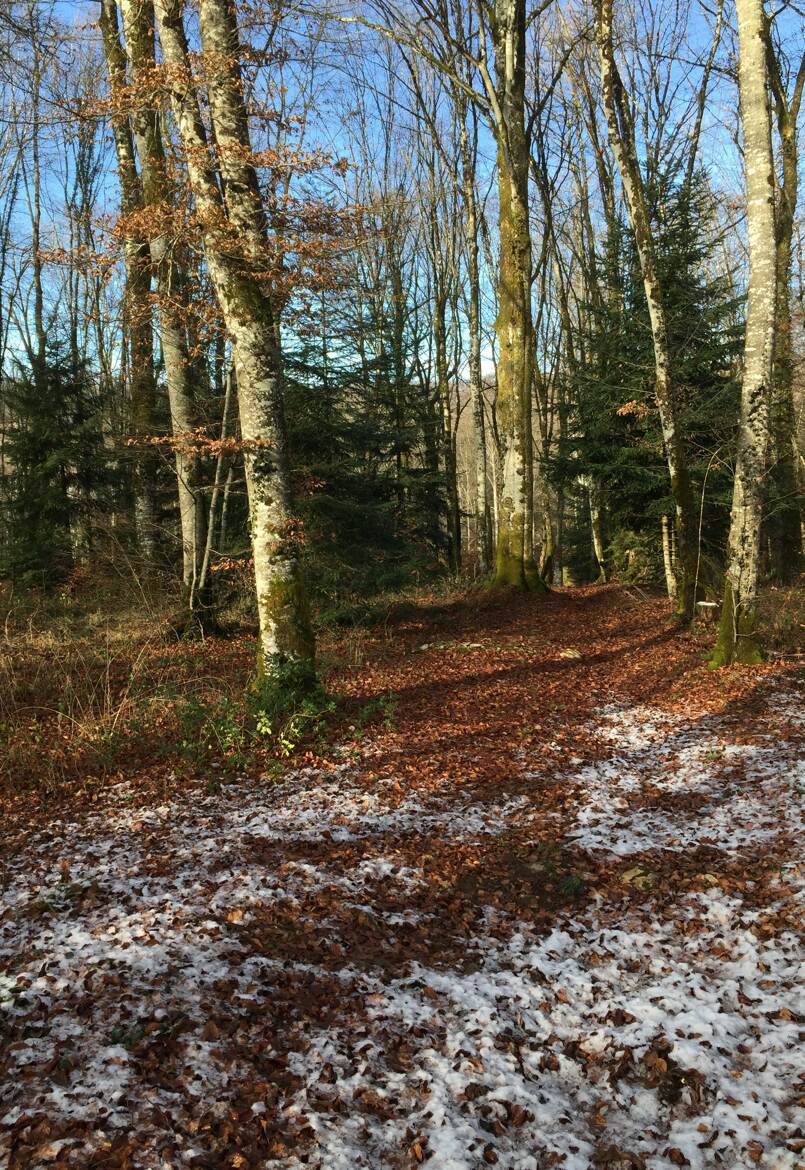 Traces de neige à la sortie du bois