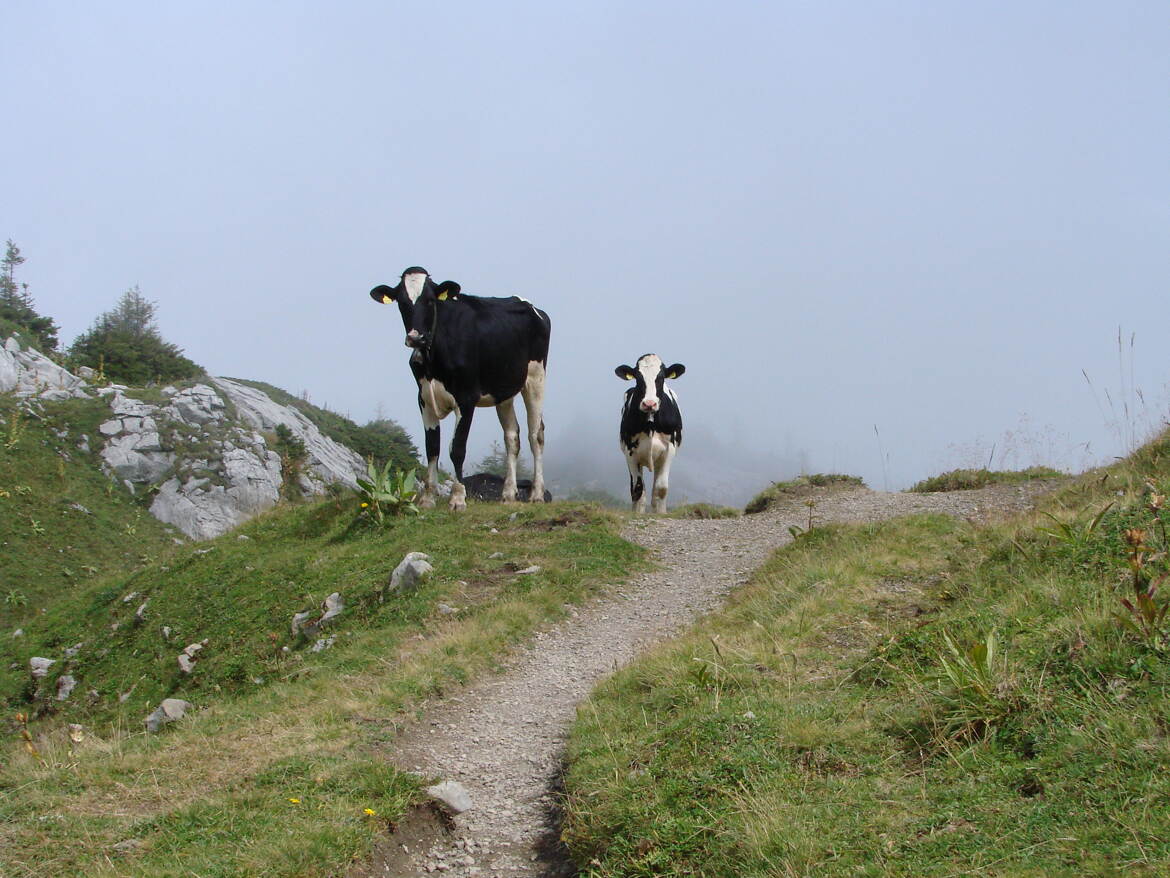 Sorties du brouillard