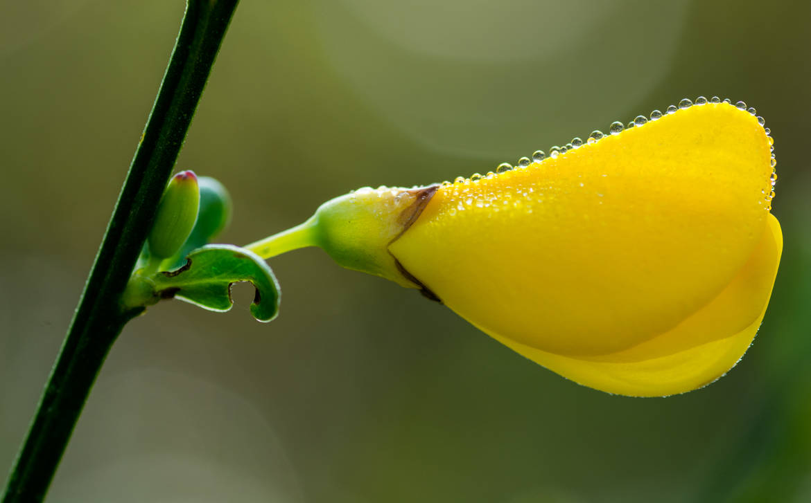 Amarillo