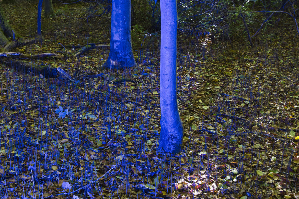 La forêt bleue 1