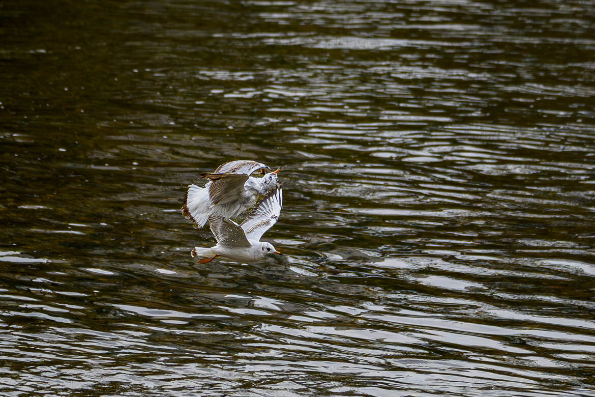 Valse des mouettes...