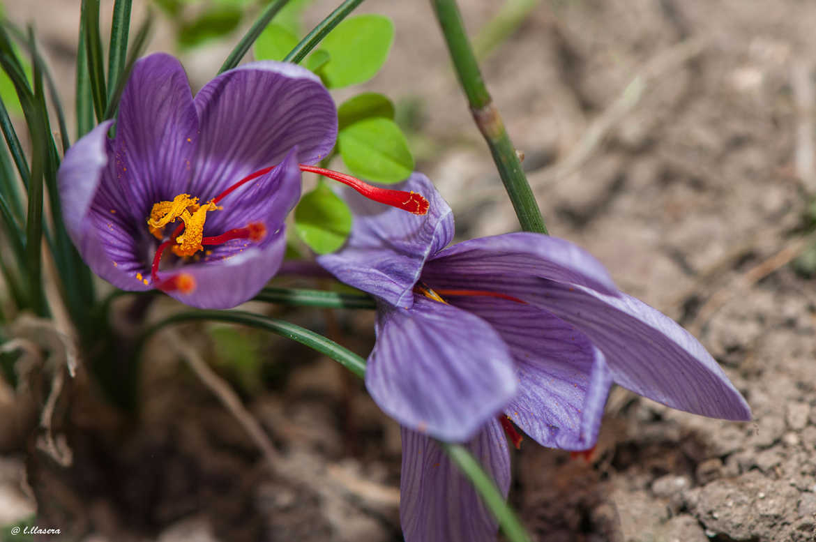 crocus sativus