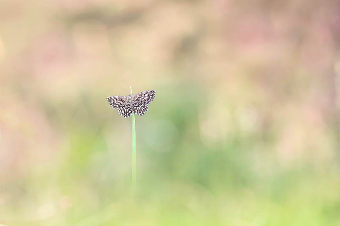 Noyé dans le bokeh