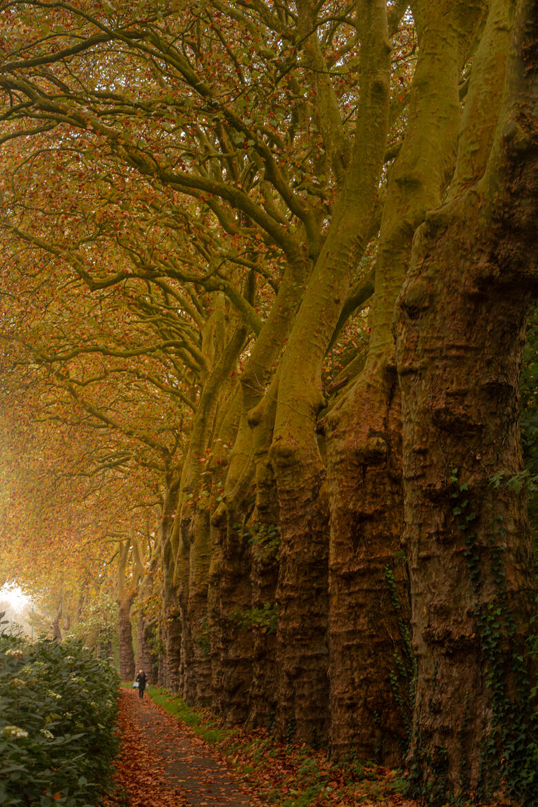 Les griffes de l'automne