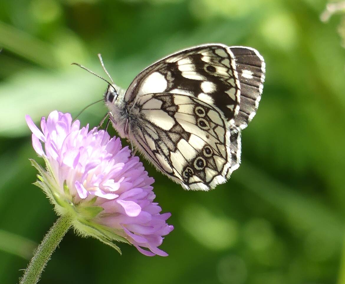 Une dernière gorgée de nectar pour la route ...