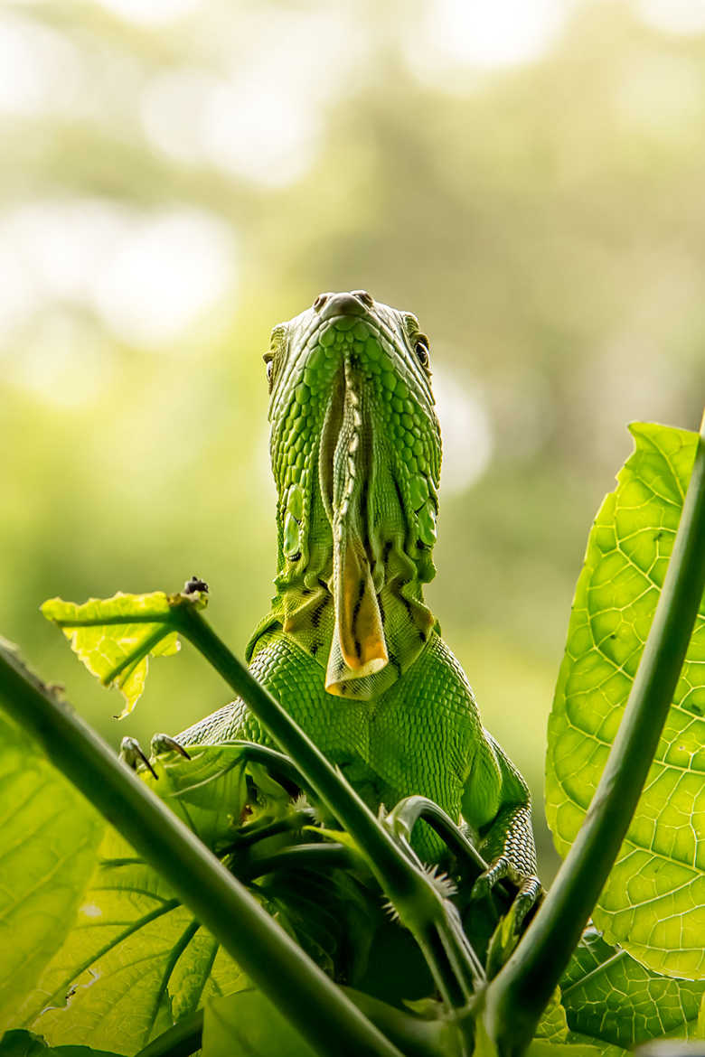 Concours Photo - Reptiles - Jeune iguane par Jeremy_7517