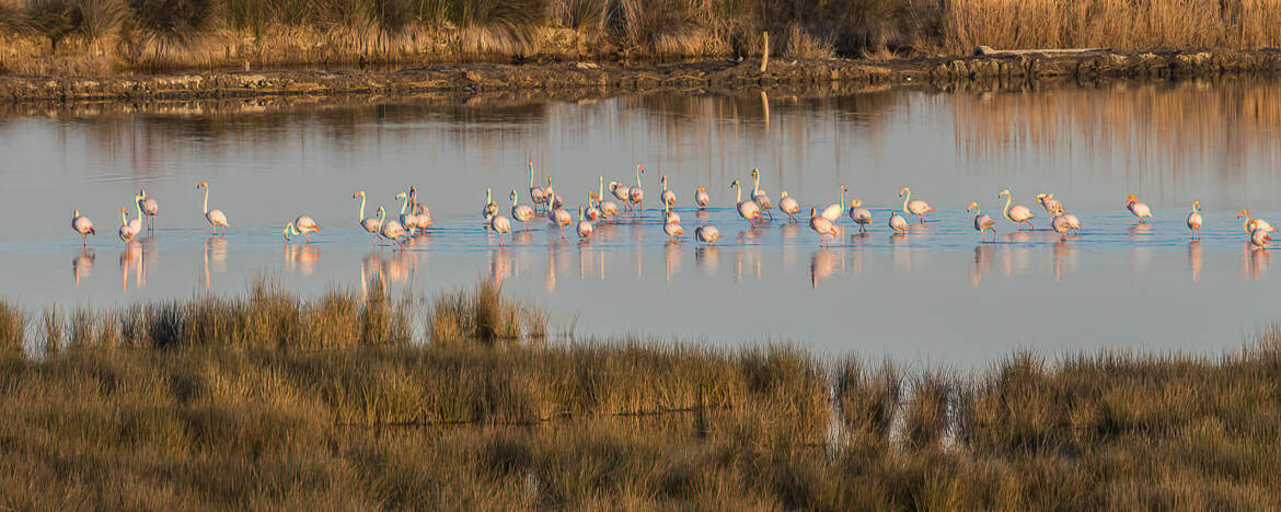 Panorama sur les flamants roses