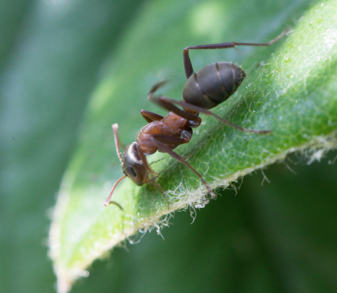 Petite fourmi escaladeuse