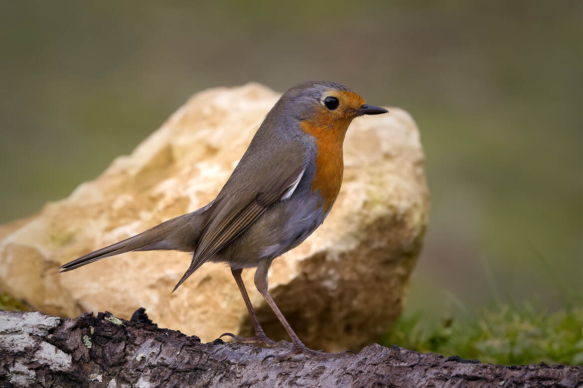 L'observateur attentif