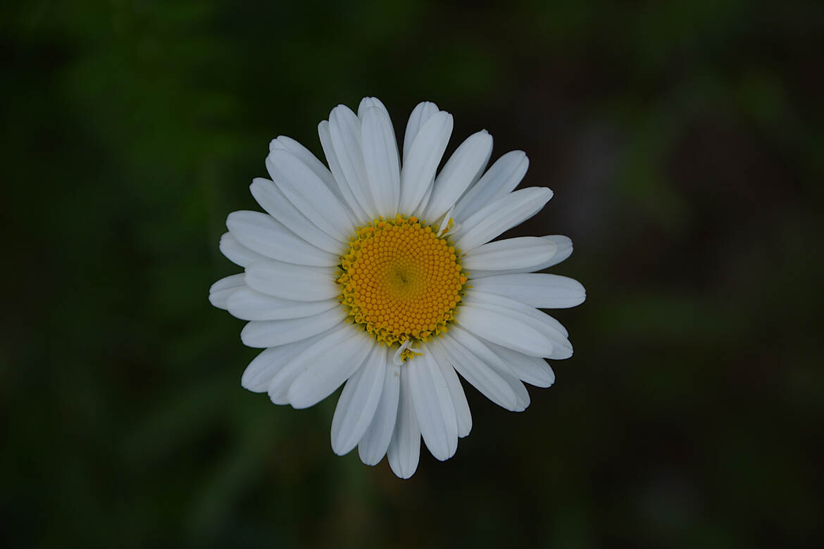 Marguerite