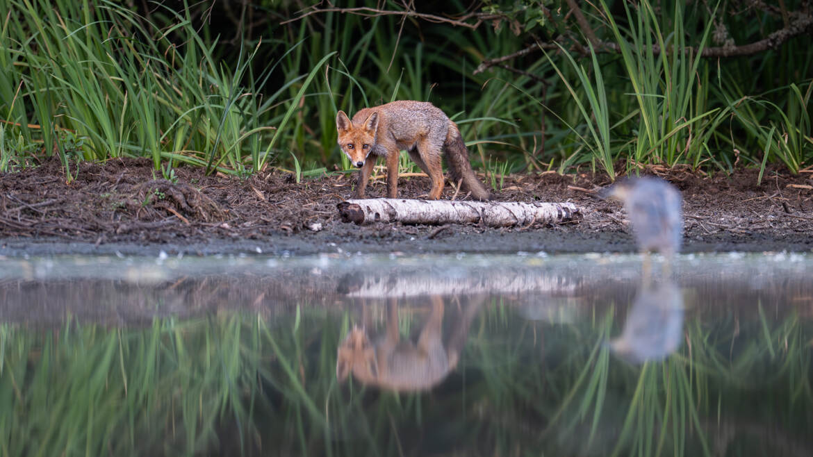 Renard et héron bihoreau les yeux dans yeux