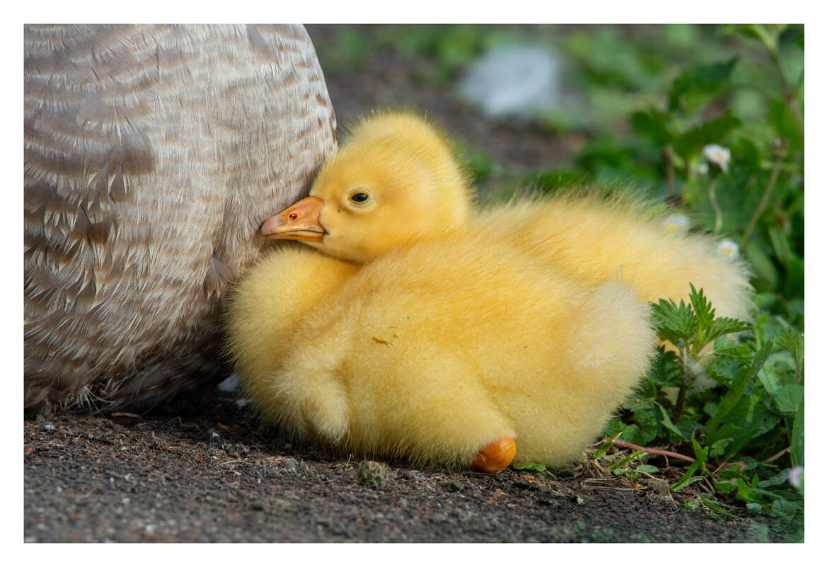 Adorable oison, blotti contre le plumage protecteur de ses parents.
