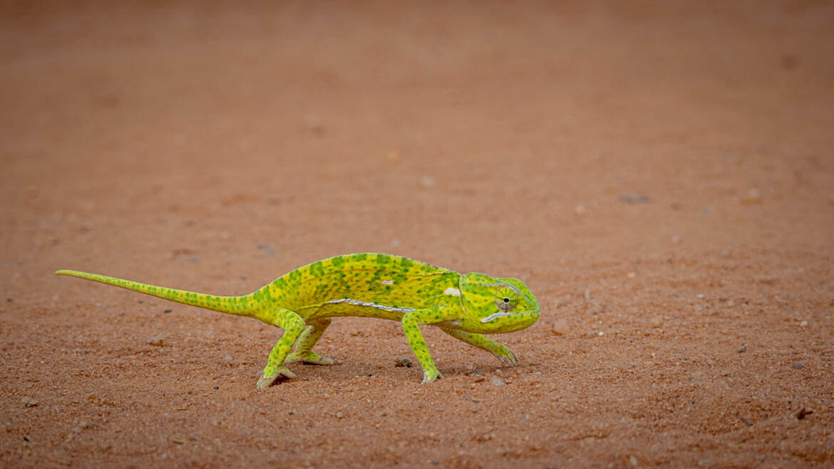 problème de mimétisme ?