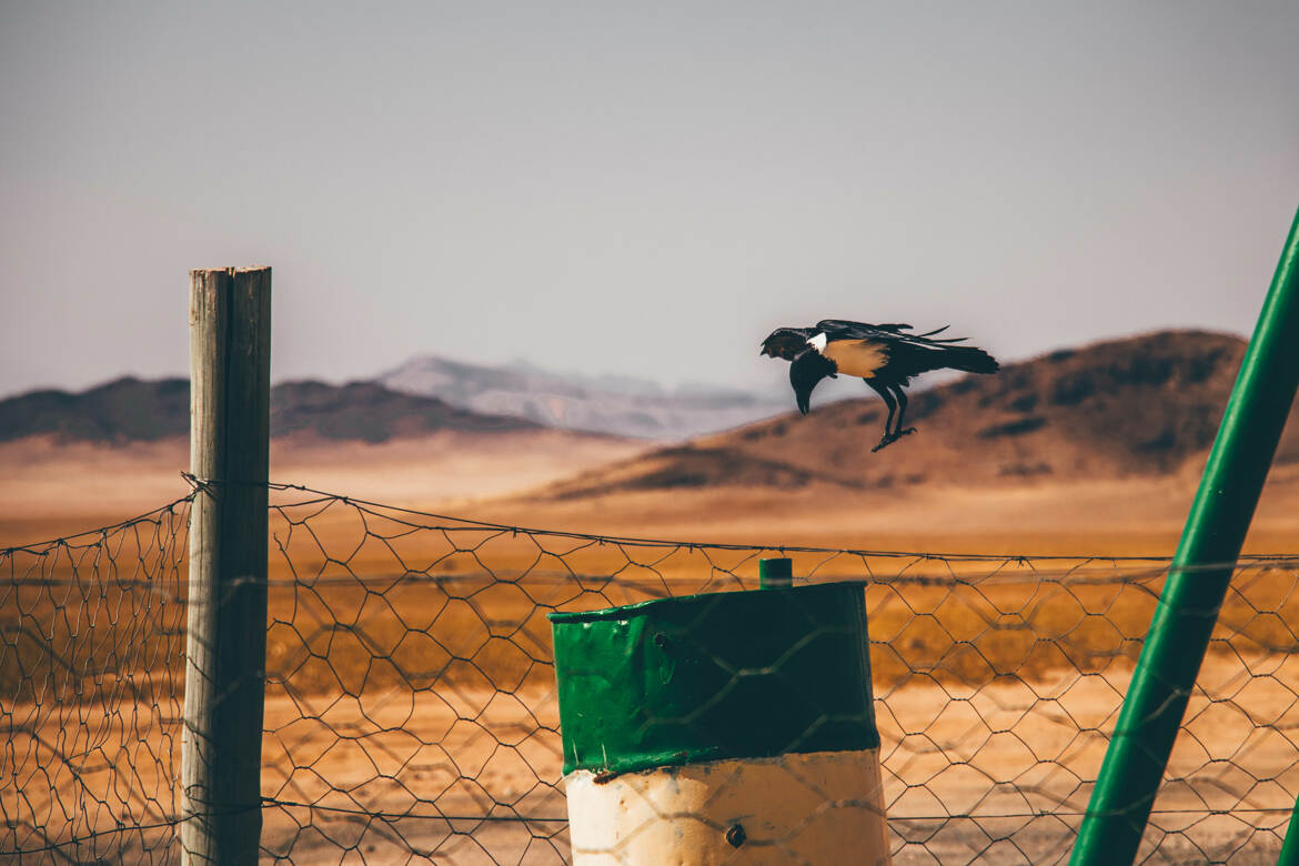 L’aile et le sable