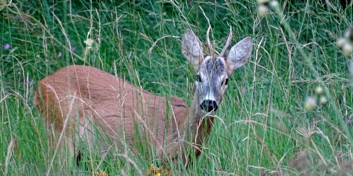 Jeune cerf mulet