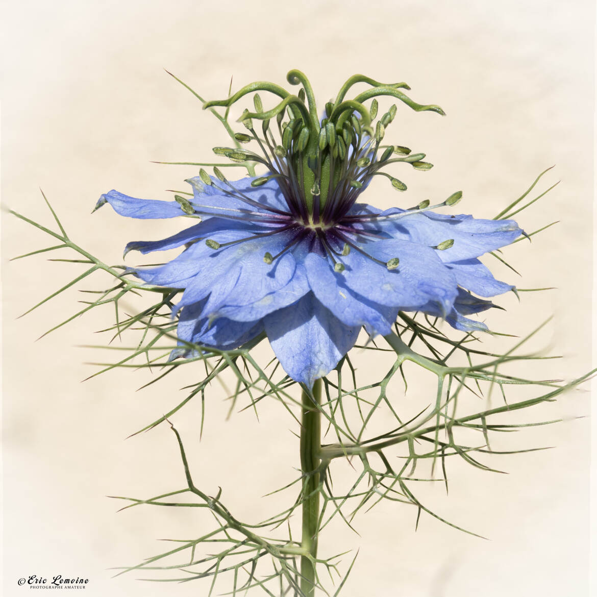 Nigelle de Damas