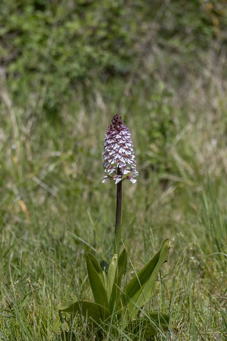 Sa Majesté l'Orchis pourpre