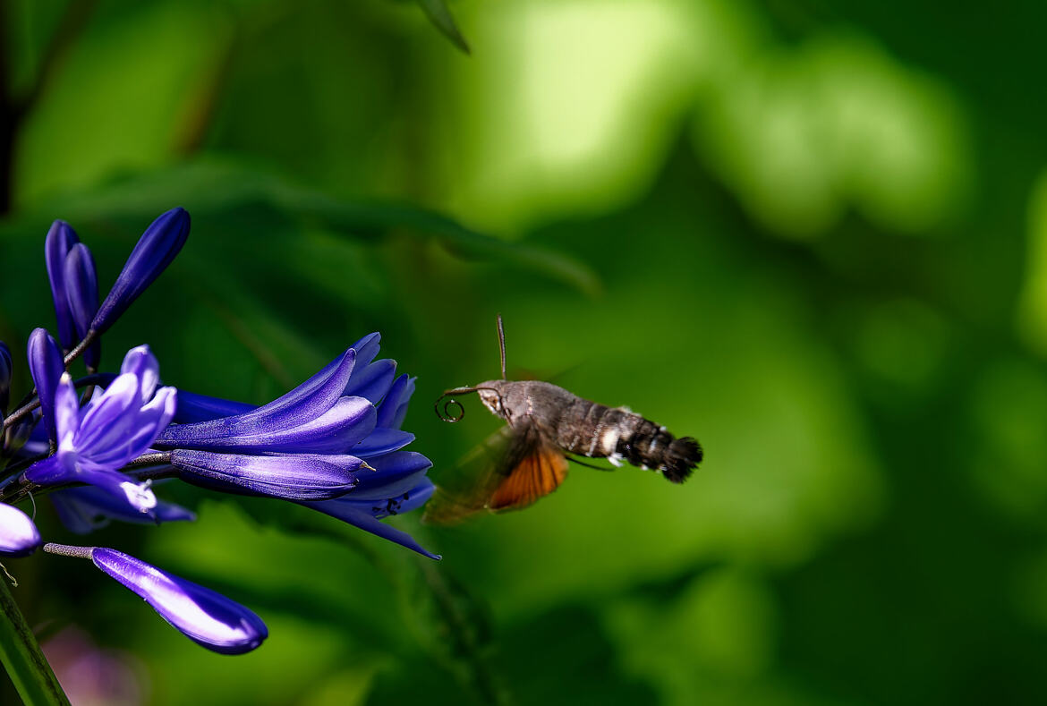 Moro sphinx en approche