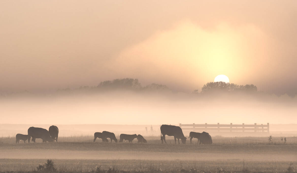 Au petit jour