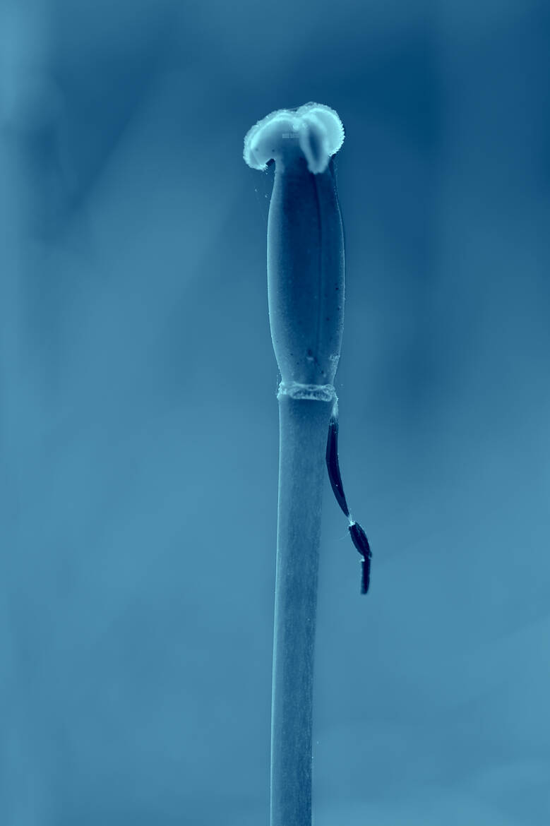 Nature monochrome (28)