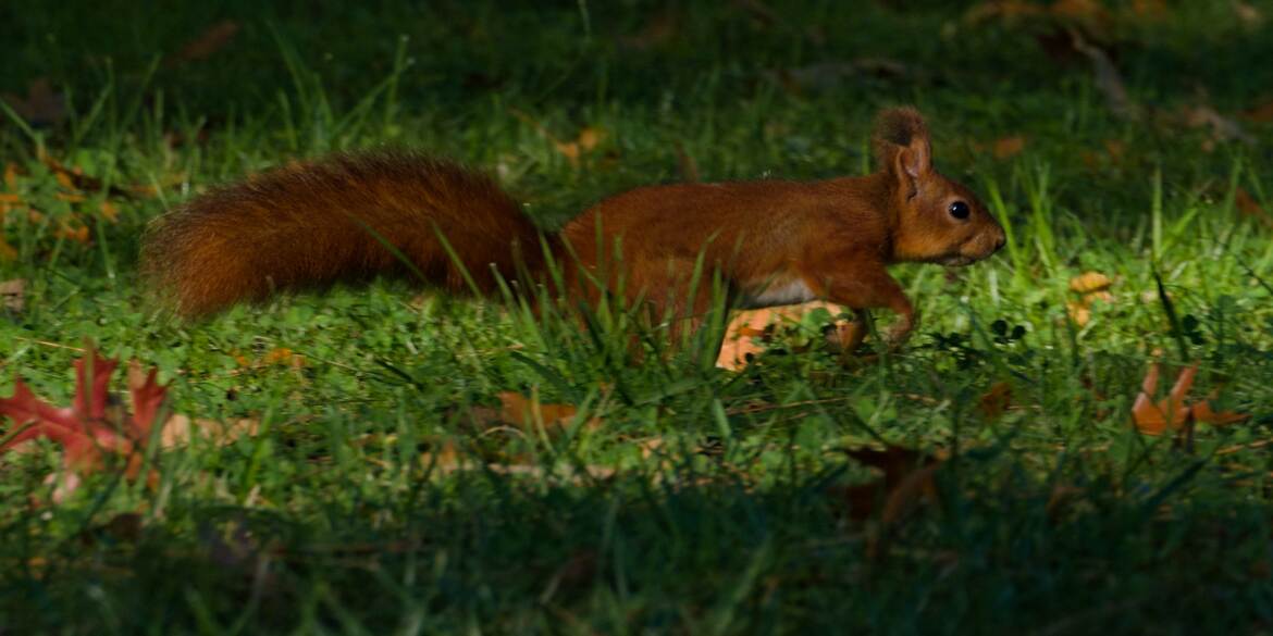 Écureuil roux