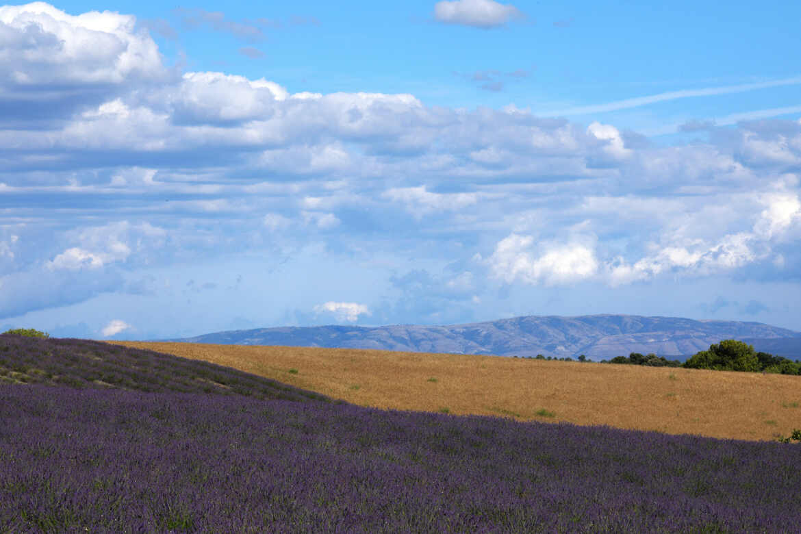 Champs de Lavande