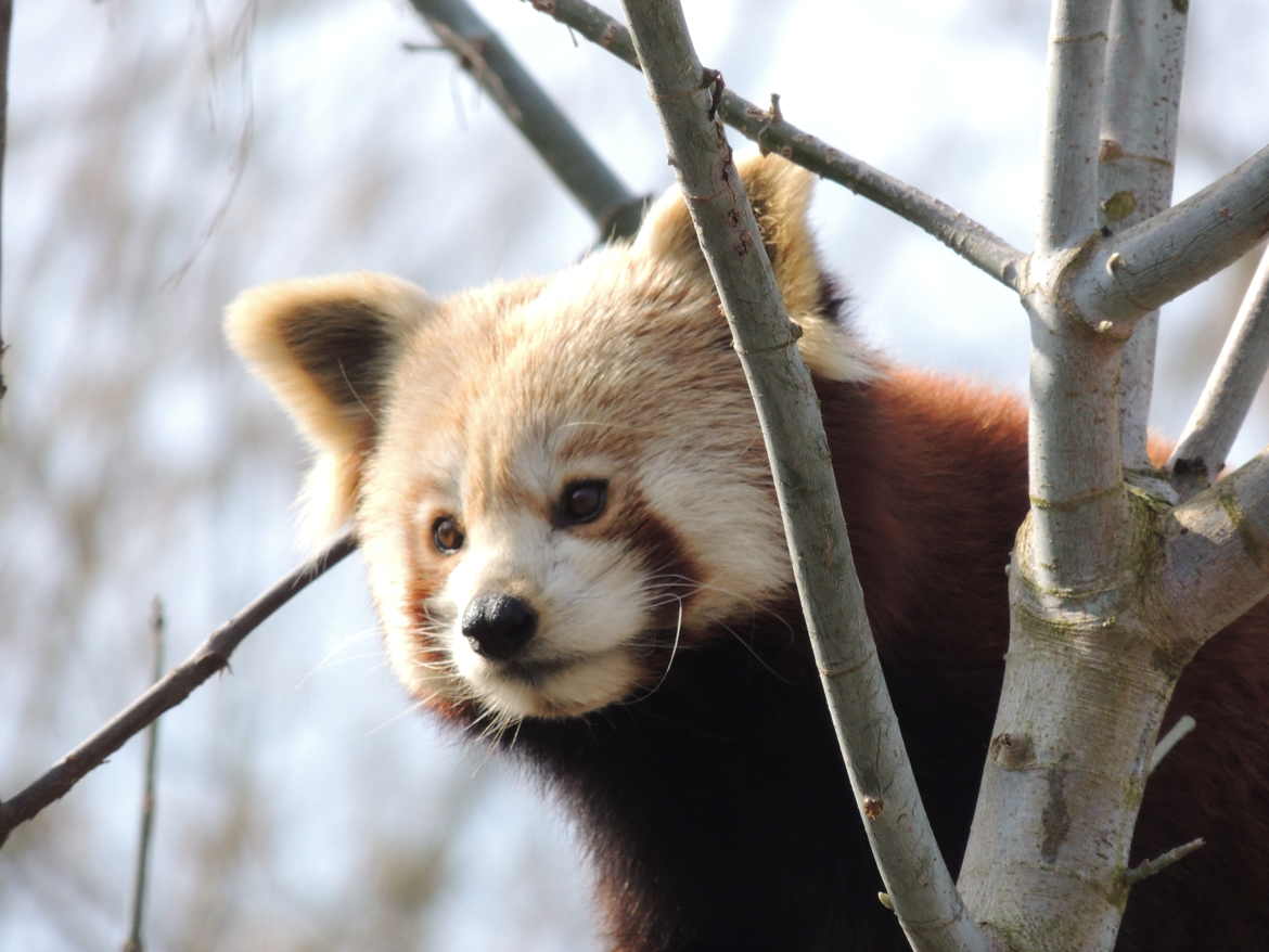 Un beau petit panda roux...