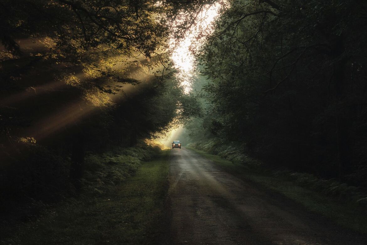 Traverser la forêt au matin