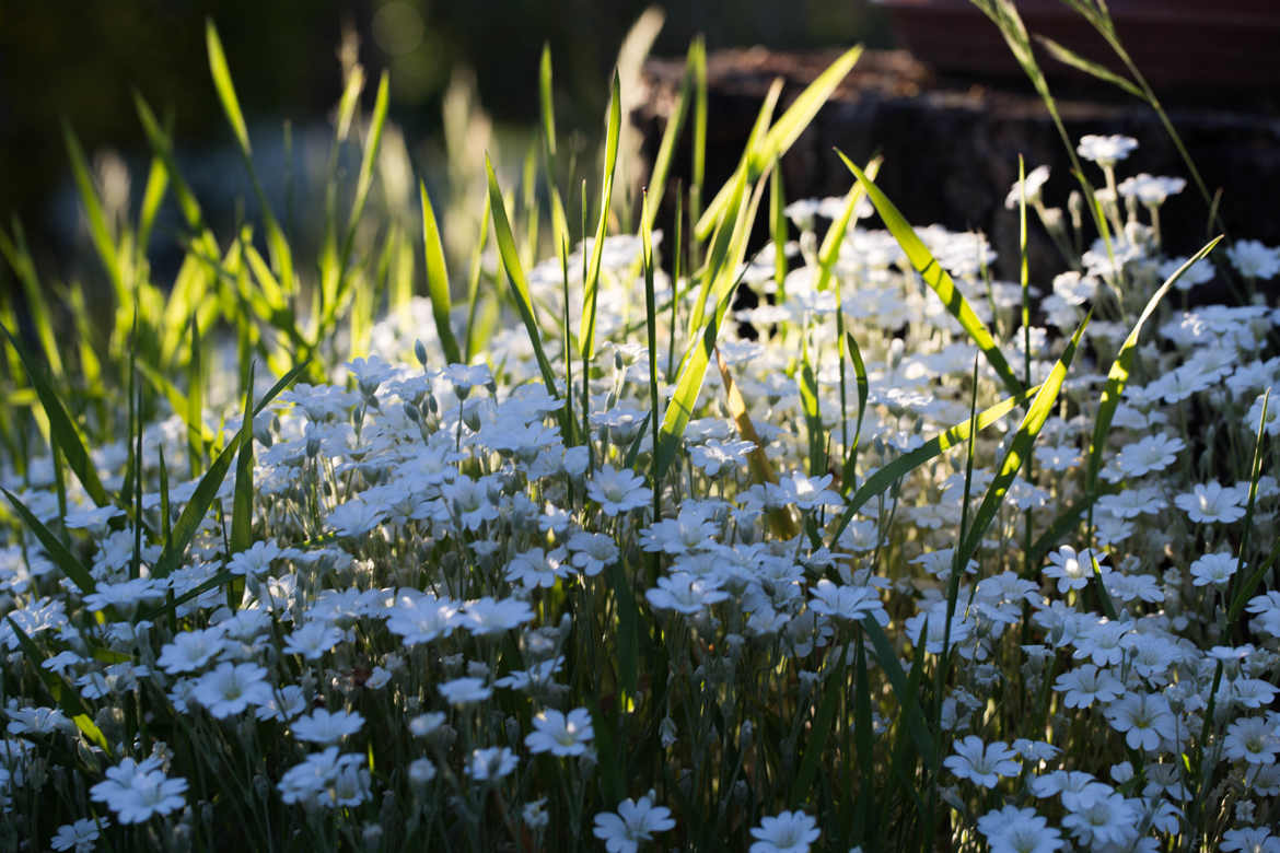 fleurs du jardin