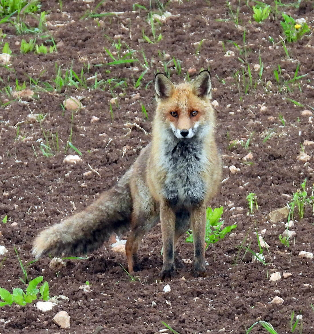 il y a dans les yeux des animaux sauvage comme une verite 2