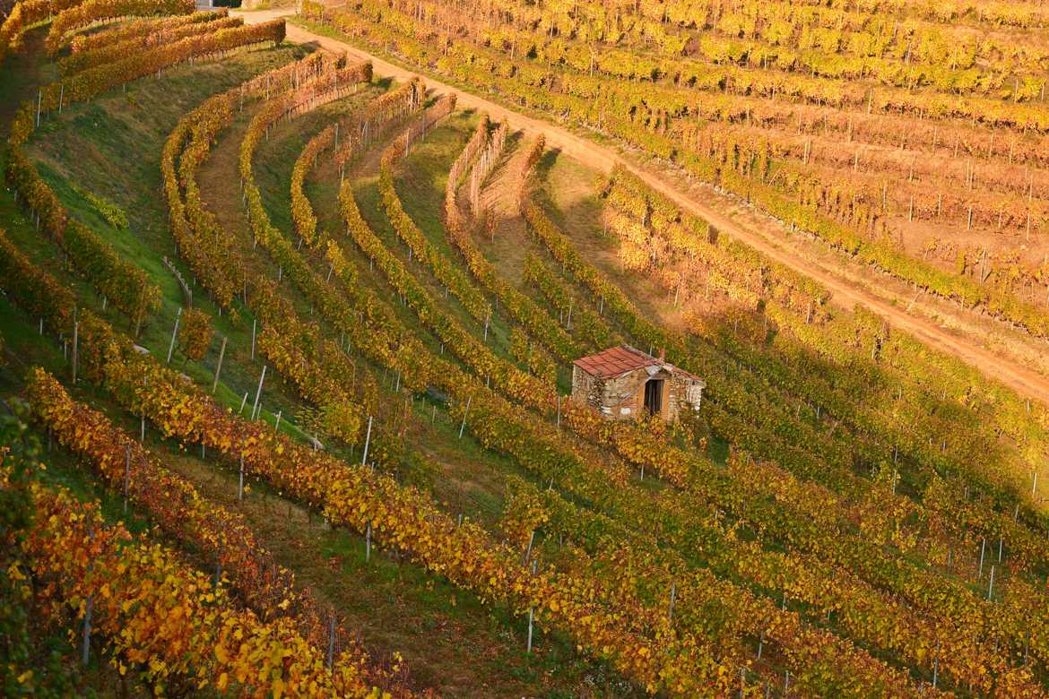 Maisonnette dans les vignes