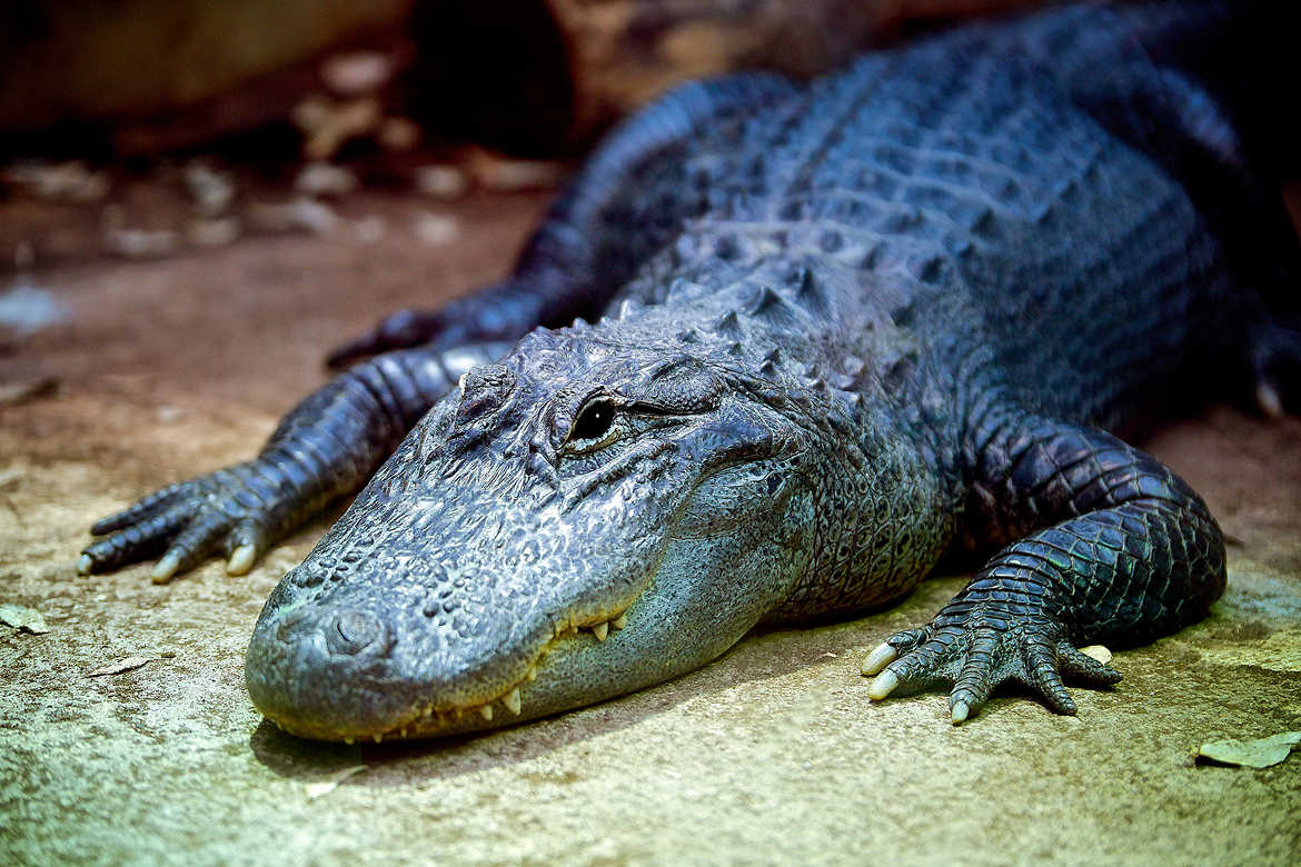 Tanning Mississipi alligator