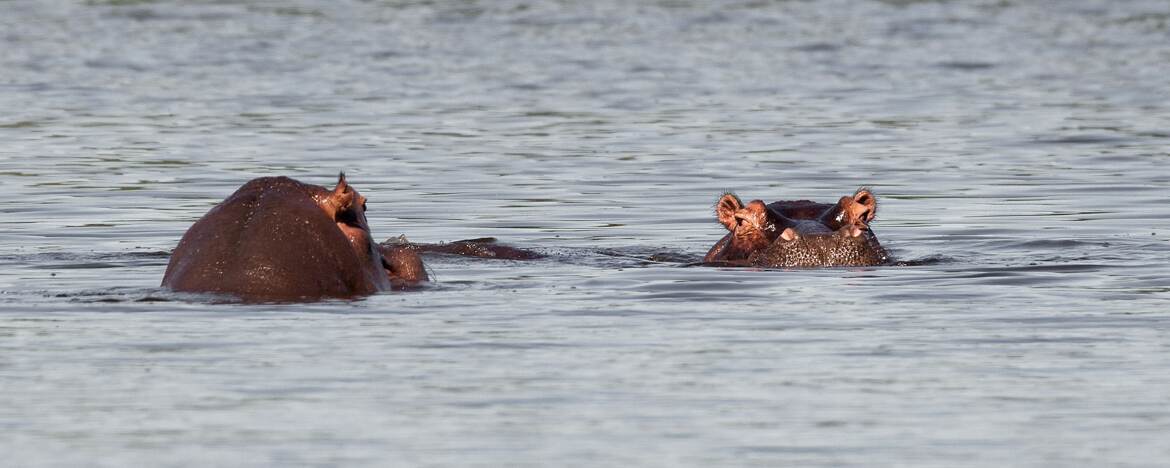 Hippopotames au bain