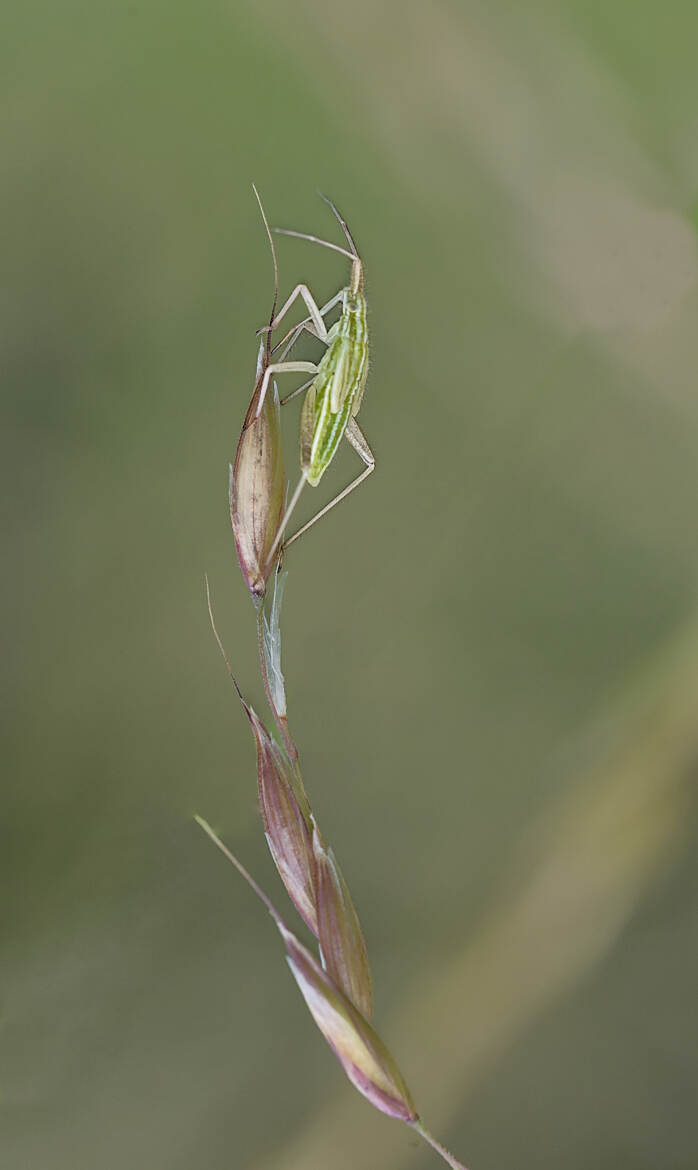Miridae indeterminée