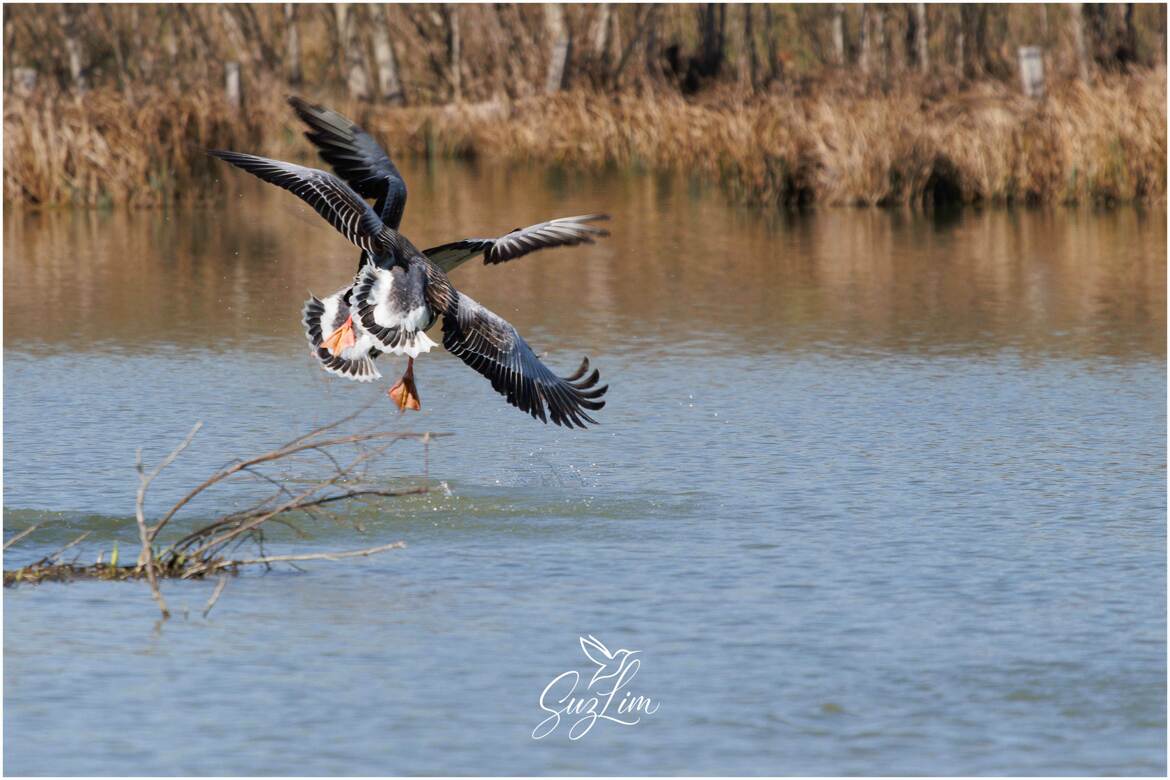 Nouvelle oie à 4 ailes...