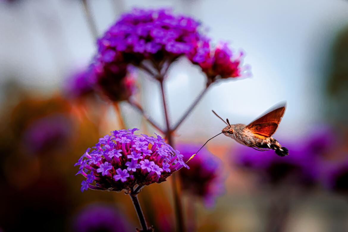 Moro-sphinx sur verveine de Buenos Aires